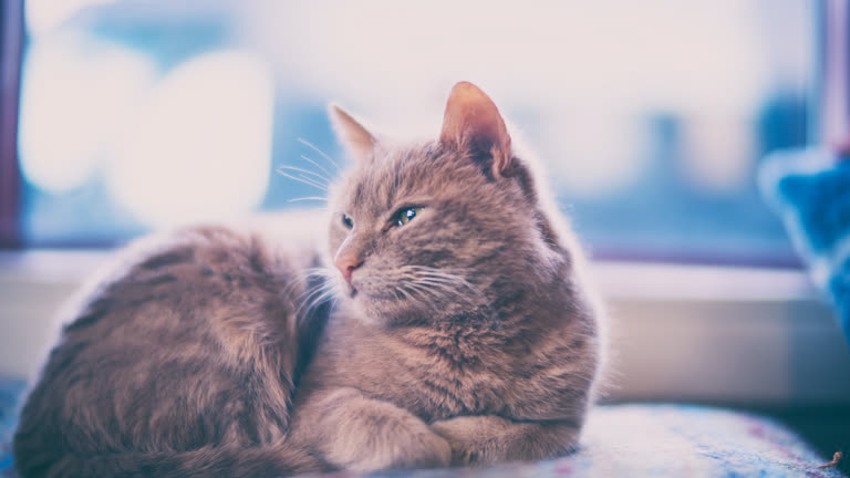 有一只猫躺在窗边的枕头上