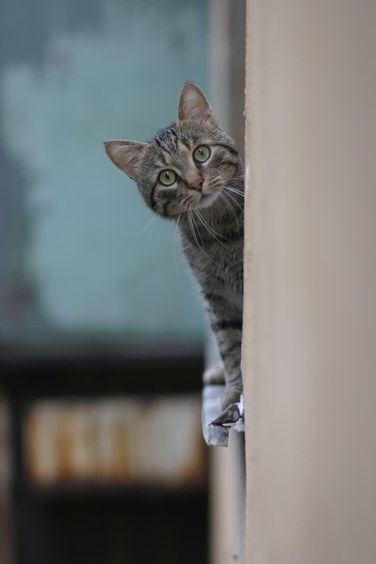 有一只猫从墙后向外看