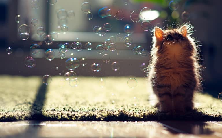 有一只猫正在抬头看着空气中的气泡