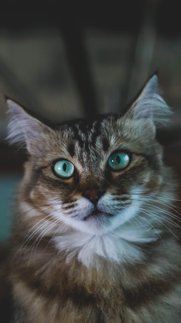 有一只猫,正用绿色的眼睛看着镜头