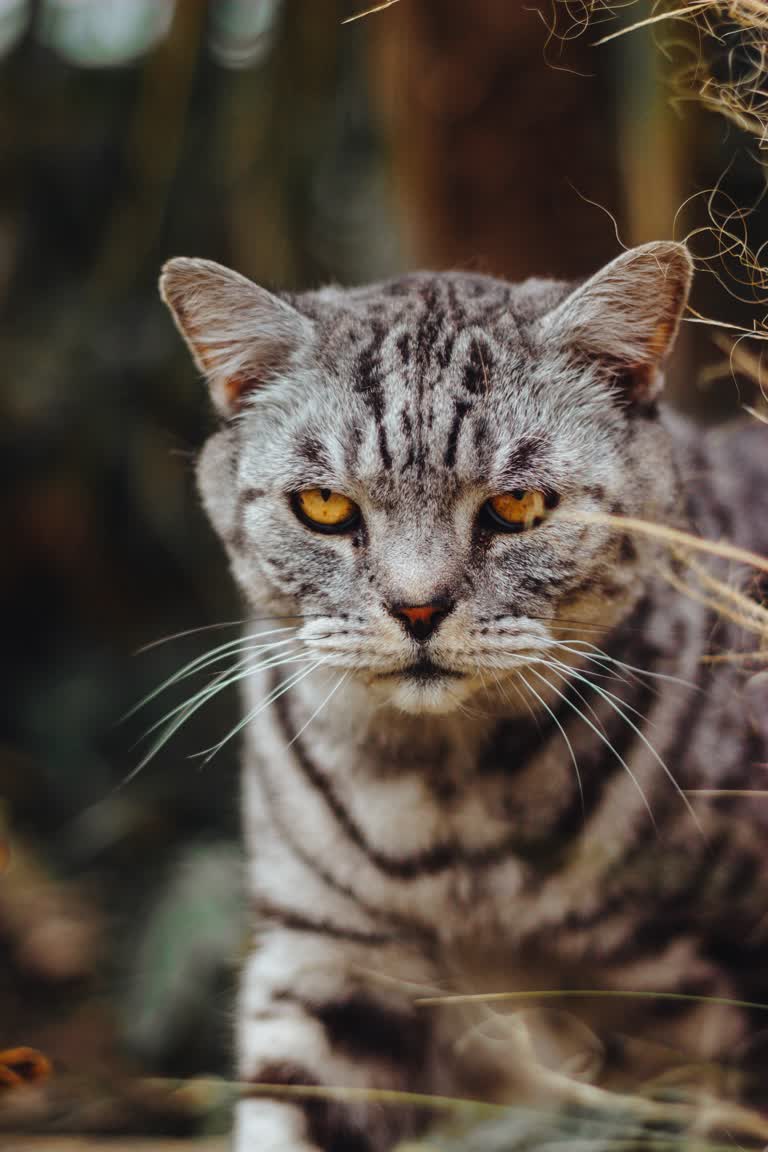 有一只猫,眼睛发黄,看着镜头