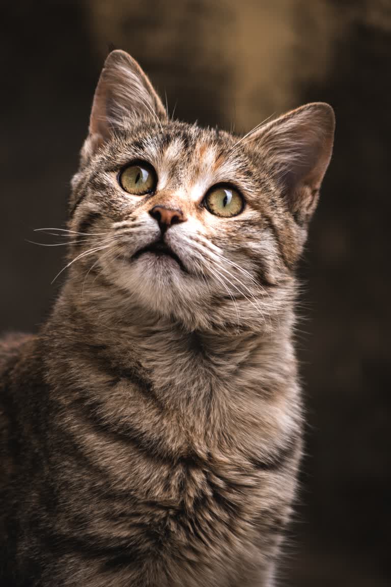 有一只猫在仰望天空