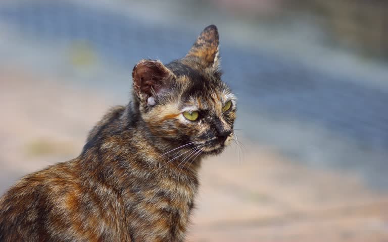 有一只猫在远处看着什么