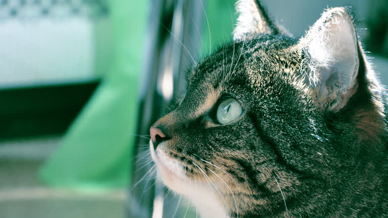 有一只猫在远处看着什么