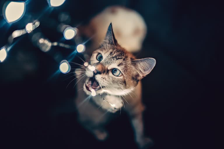 有一只猫,正仰望着一串灯