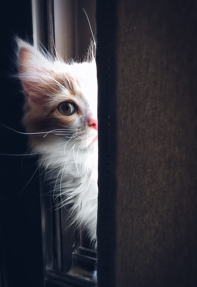 有一只猫在向窗外看