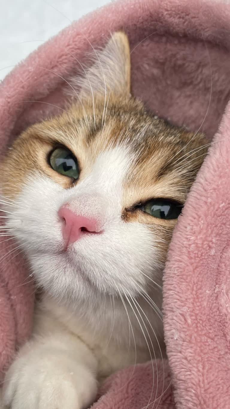 有一只猫从粉红色的毯子里探出头来