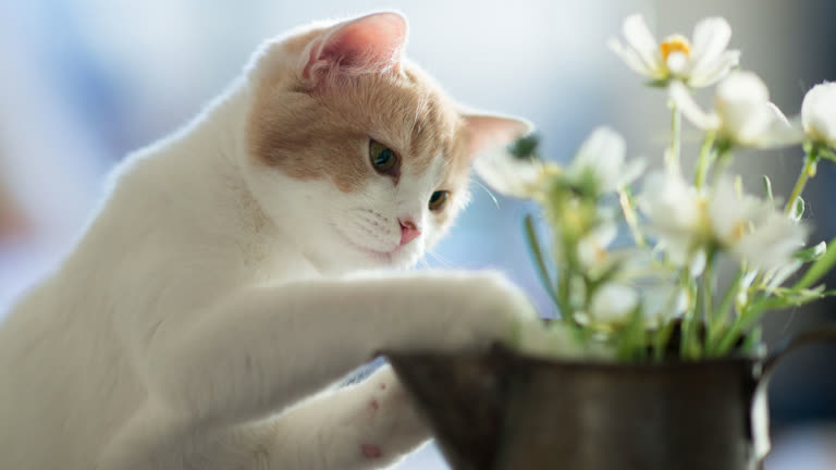 有一只猫在玩花瓶