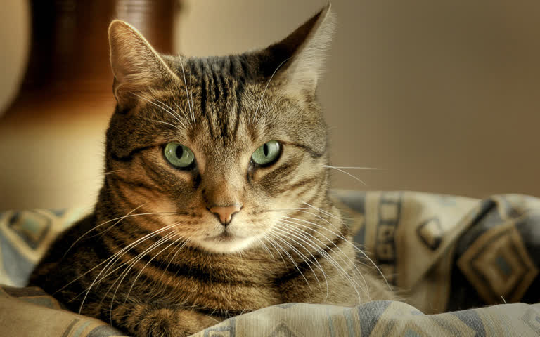 有一只猫,它坐在床上,盖着毯子