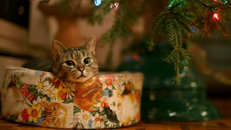 圣诞树下的猫床上坐着一只猫