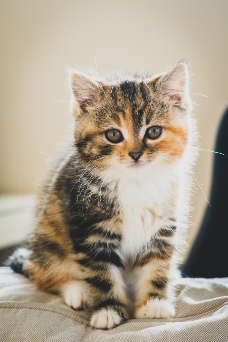 有一只猫坐在床上看着镜头