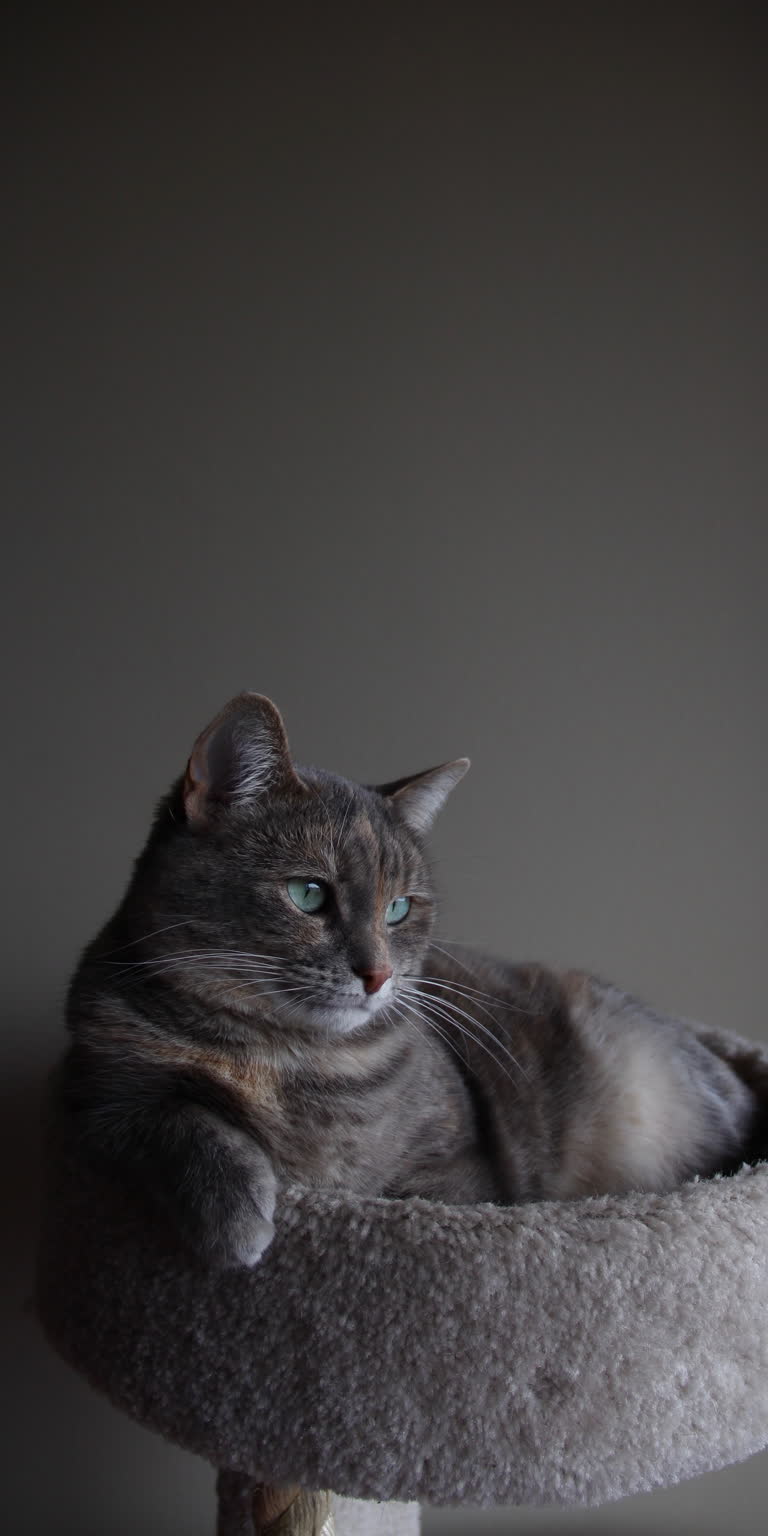 有一只猫坐在猫床上