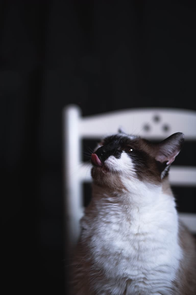 有一只猫坐在椅子上抬头看