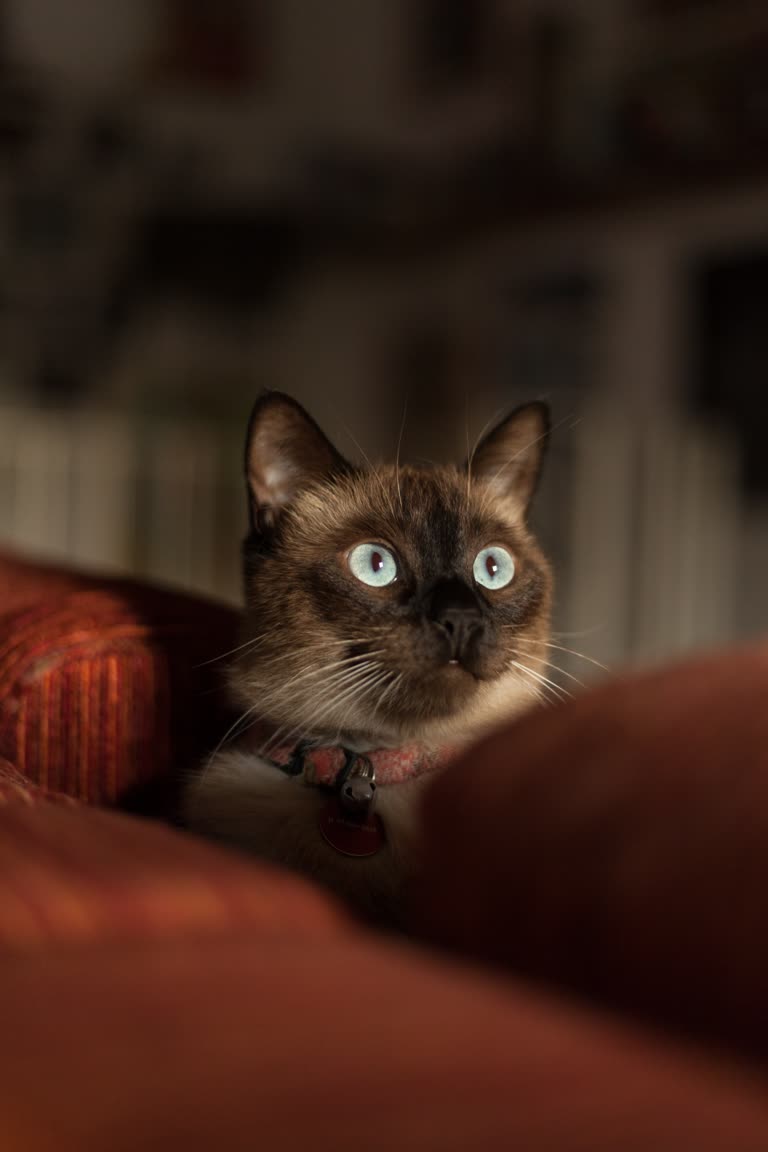 有一只猫坐在沙发上看着镜头