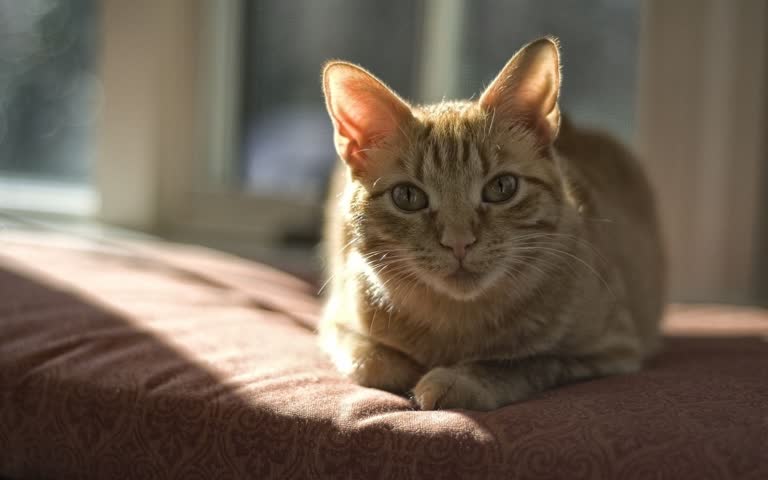 有一只猫坐在沙发上看着镜头