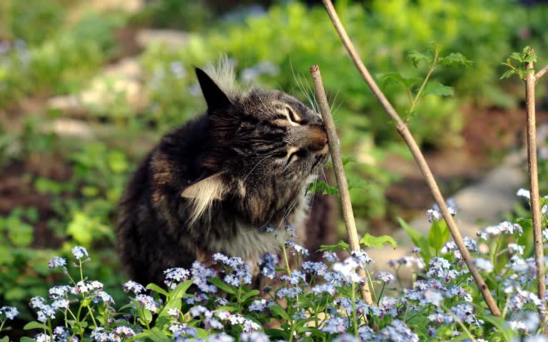 有一只猫坐在花田里
