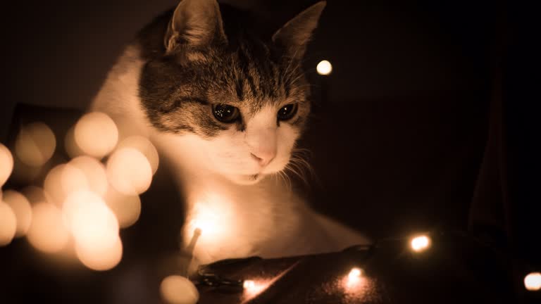 有一只猫坐在圣诞灯前