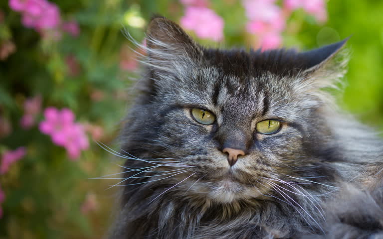 有一只猫坐在一些花前