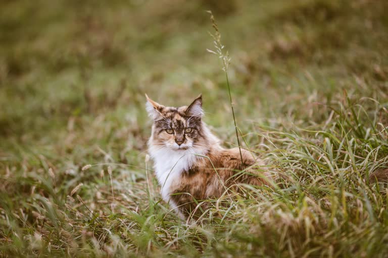 有一只猫坐在田野里的草丛里