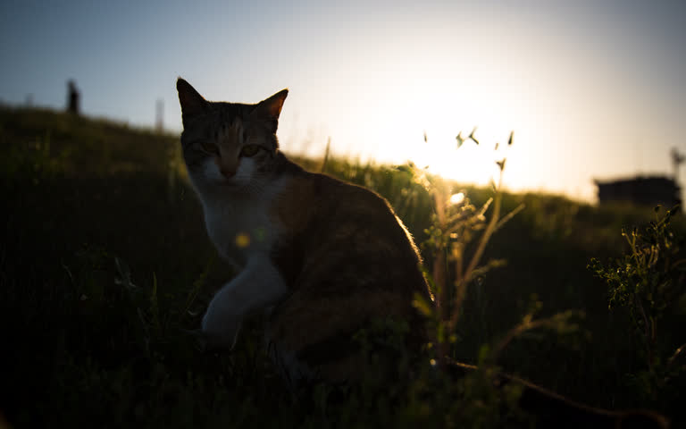 有一只猫坐在草丛里看着镜头