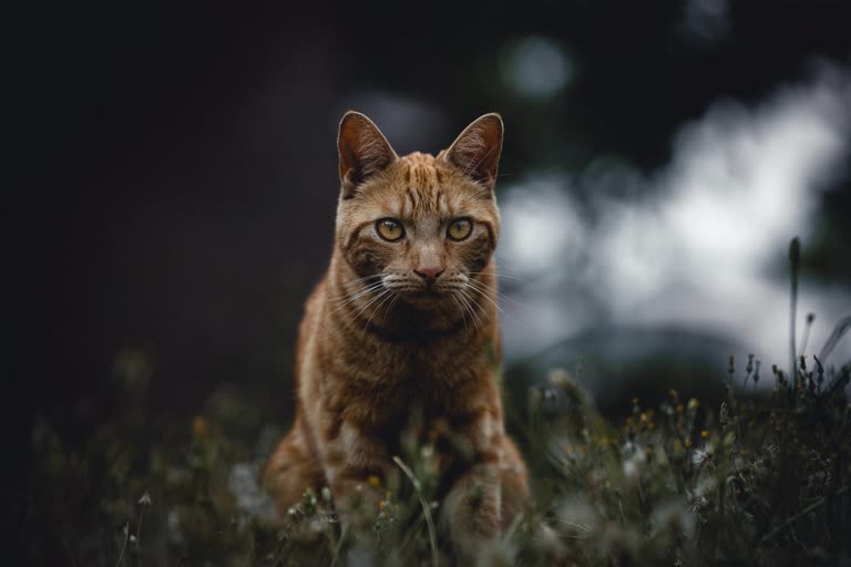 有一只猫坐在草丛里看什么