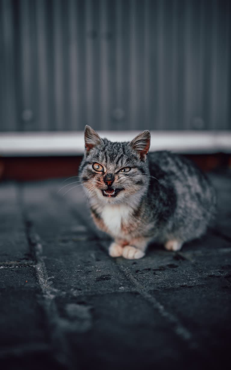 有一只猫坐在地上看着镜头
