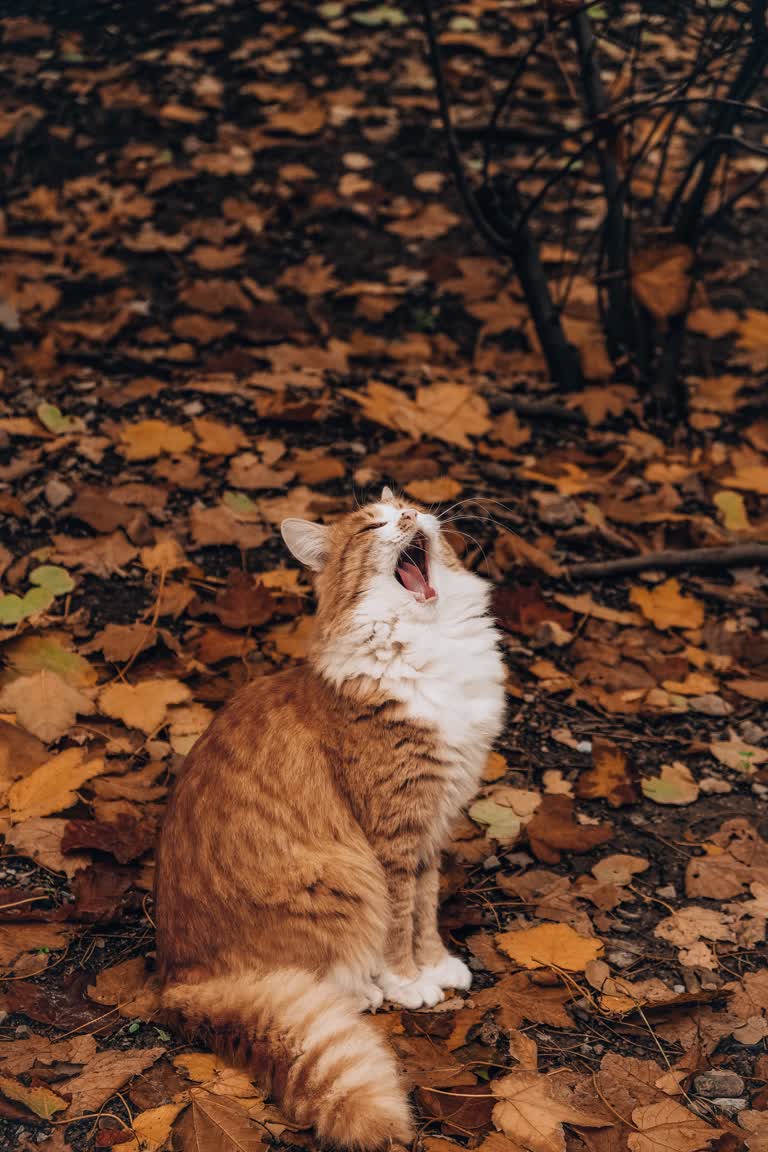 有一只猫,张着嘴坐在地上