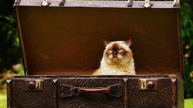 有一只猫坐在行李箱里