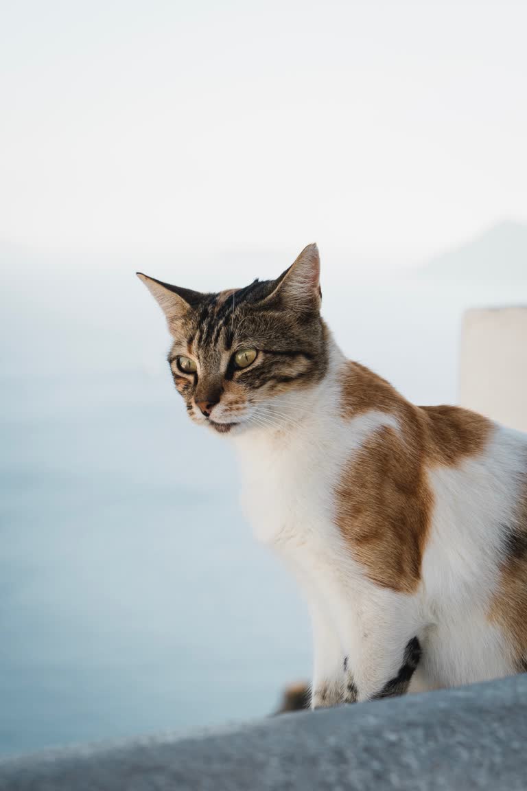 有一只猫坐在水边的壁架上