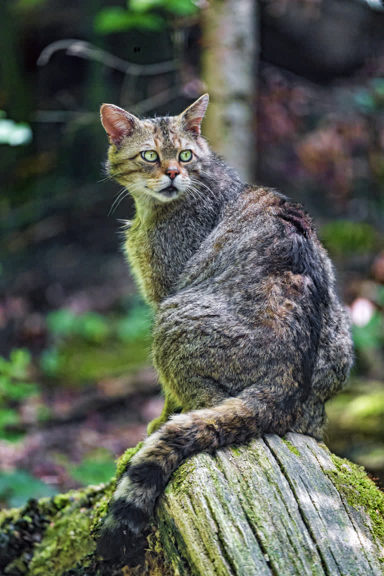 有一只猫坐在树林里的原木上