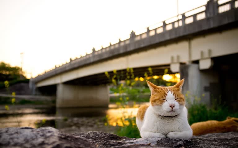 有一只猫坐在水边的岩石上