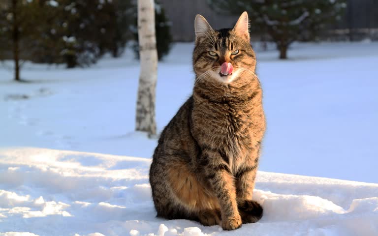 有一只猫,正伸着舌头坐在雪地里