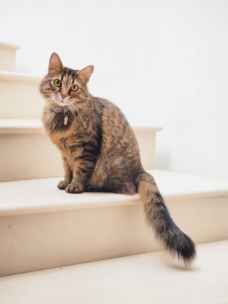 有一只猫坐在一栋楼的台阶上