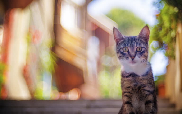 有一只猫坐在外面的台阶上