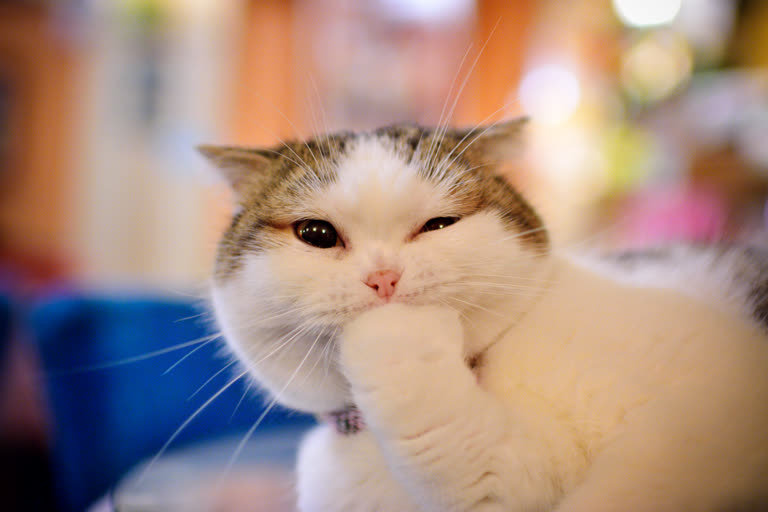 有一只猫坐在桌子上,爪子放在下巴上