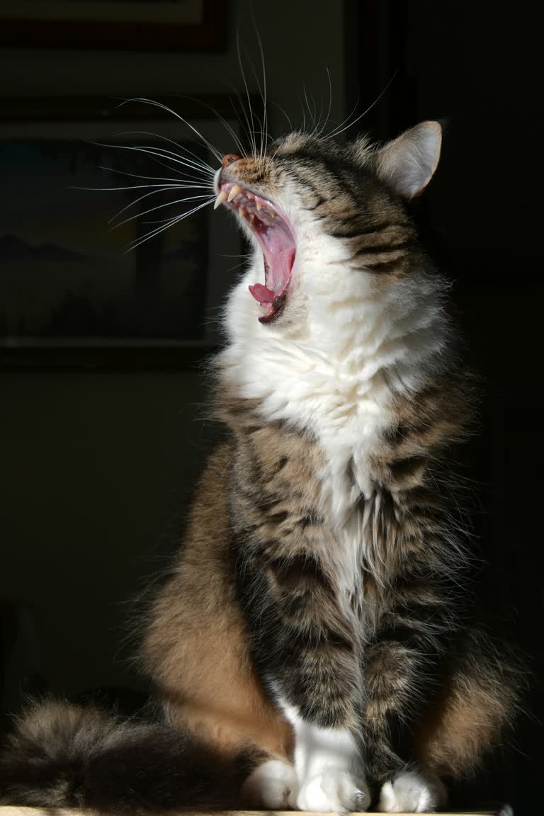 有一只猫坐在桌子上打哈欠