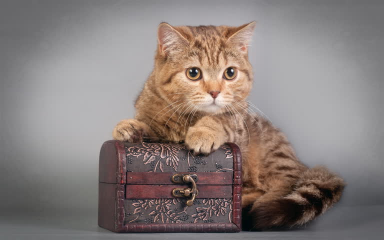 有一只猫坐在一个盒子上