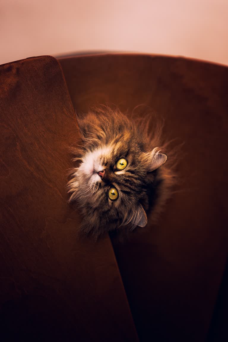 有一只猫坐在椅子上