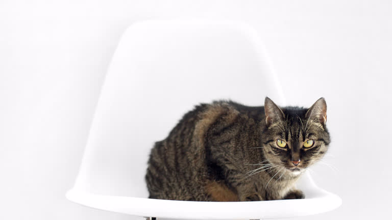 有一只猫坐在椅子上