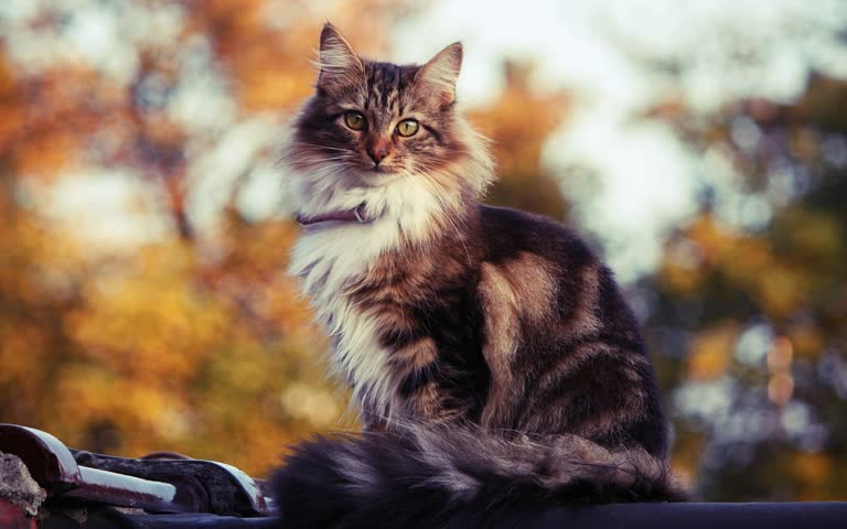 有一只猫坐在摩托车上