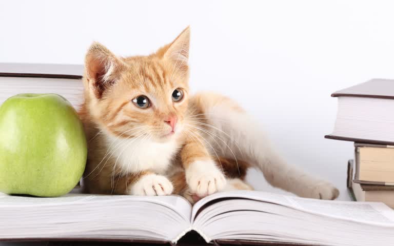有一只猫坐在一本打开的书上