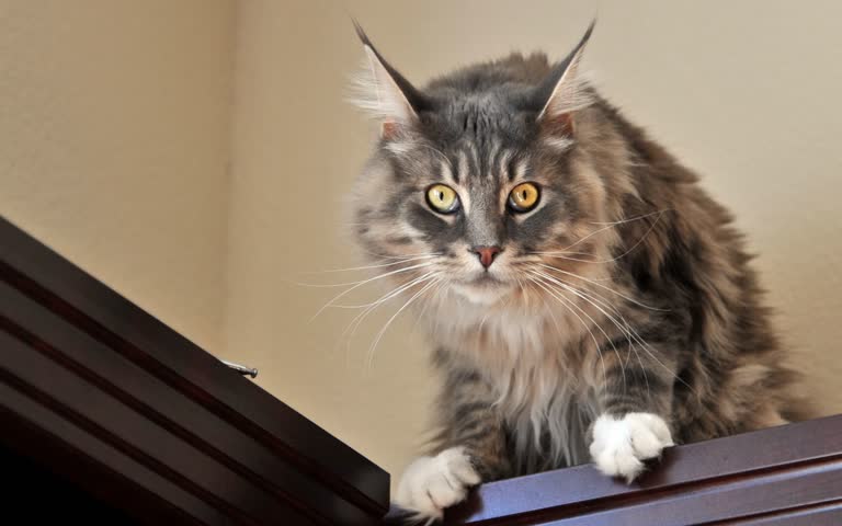 有一只猫坐在桌子上