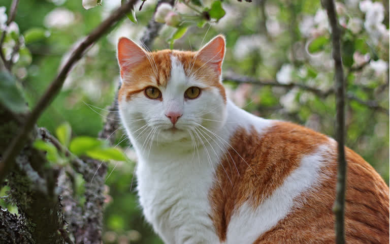 有一只猫坐在树枝上
