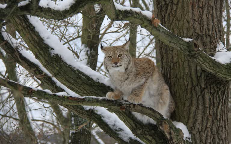 有一只猫坐在雪地里的树上