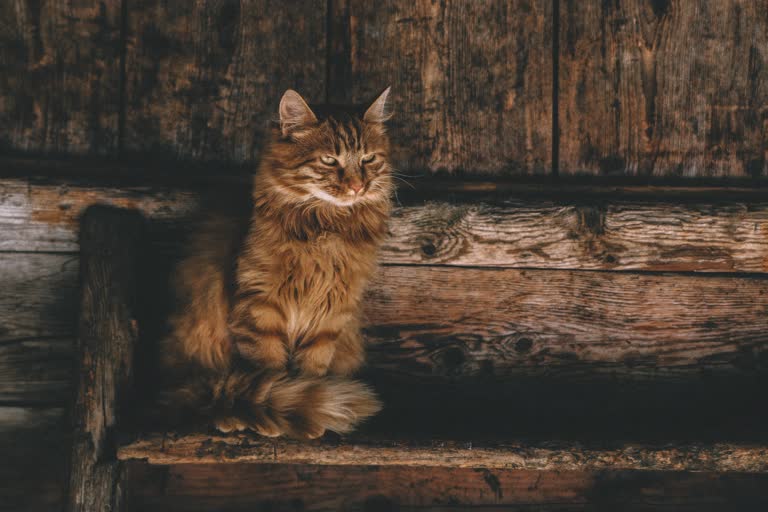 有一只猫坐在木凳上