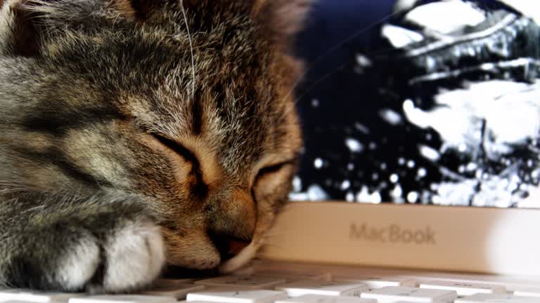 有一只猫睡在笔记本电脑的键盘上