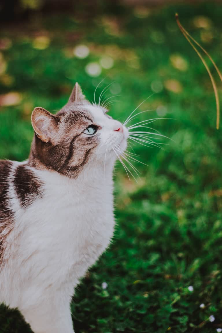 有一只猫站在草丛中抬头看