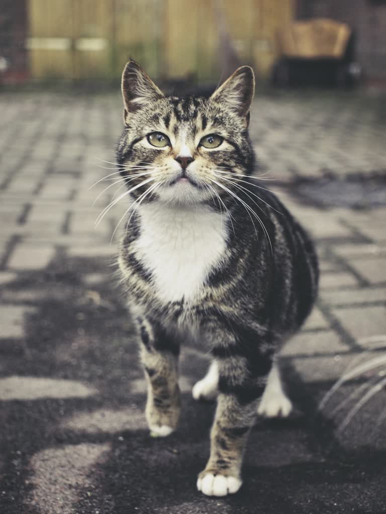 有一只猫站在地上看什么