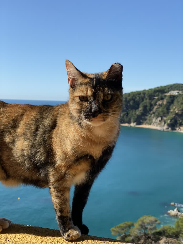 有一只猫站在水边的壁架上