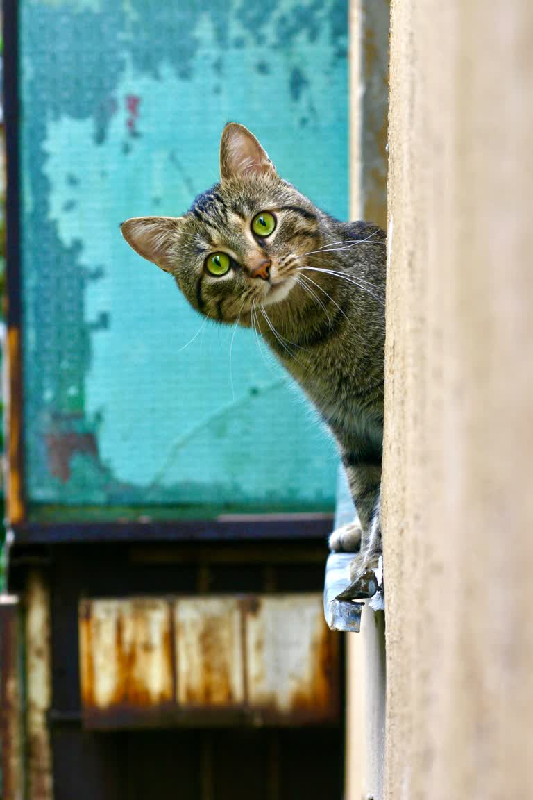 有一只猫站在一栋建筑物的一侧